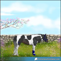 Horse Color:Brown Tobiano 