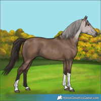 Horse Color:Liver Red Dun Tobiano 