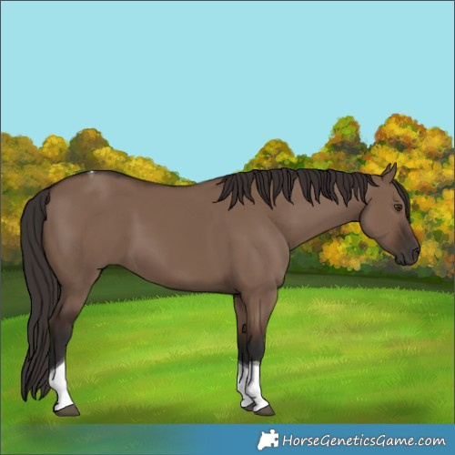 Horse Color:Liver Red Dun Tobiano 