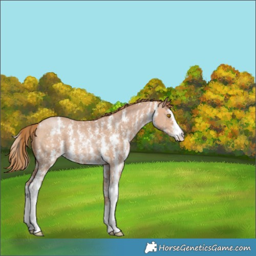 Horse Color:Bay Pearl Sabino 