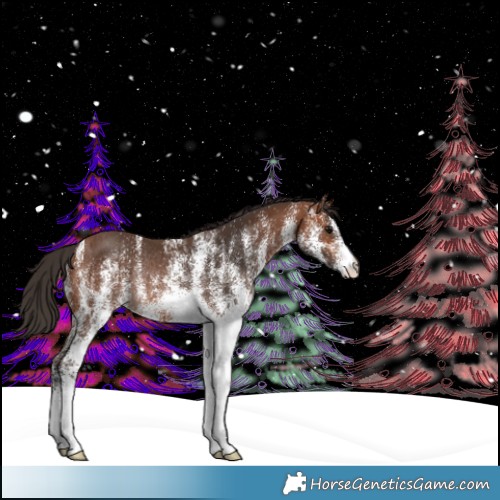 Horse Color:White Spotted Bay Rabicano 