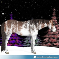 Horse Color:White Spotted Bay Rabicano