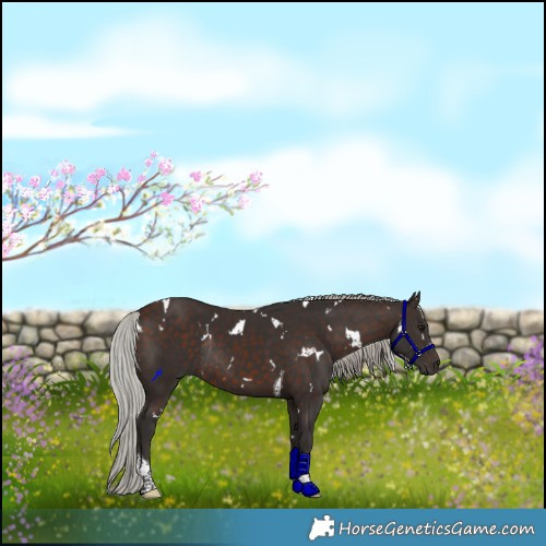 Horse Color:White Spotted Silver Brown Tobiano Rabicano 