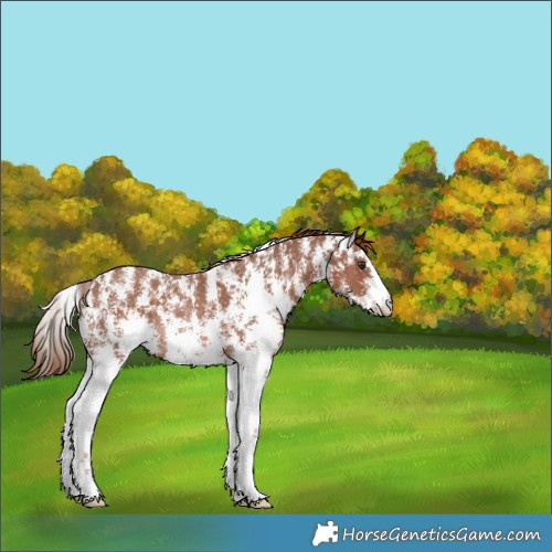 Horse Color:Chestnut Sabino Rabicano 