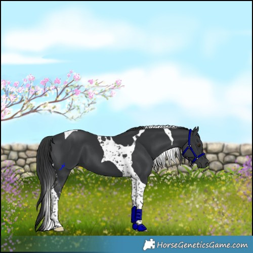 Horse Color:Black Tobiano 