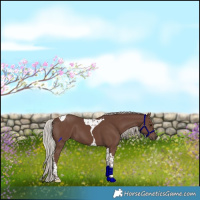 Horse Color:Silver Black Tobiano 