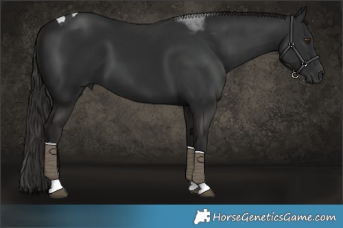 Horse Color:Liver Chestnut Tobiano 