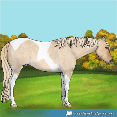 Horse Color:Chocolate Palomino Roan Dun Tobiano