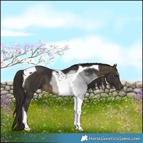 Horse Color:Buckskin Tobiano 