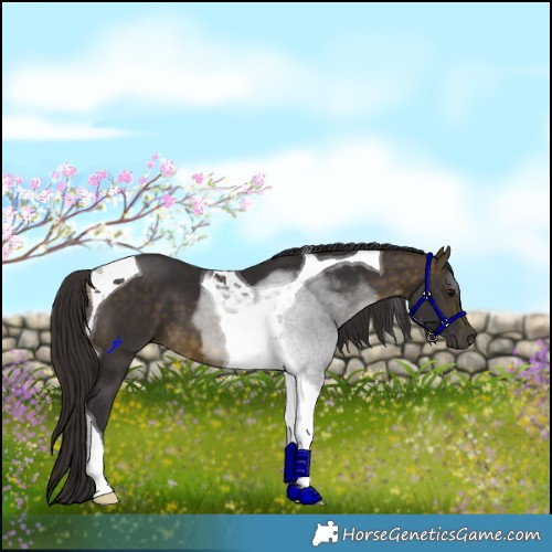 Horse Color:Buckskin Tobiano 