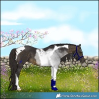 Horse Color:Buckskin Tobiano 