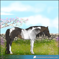 Horse Color:Buckskin Tobiano