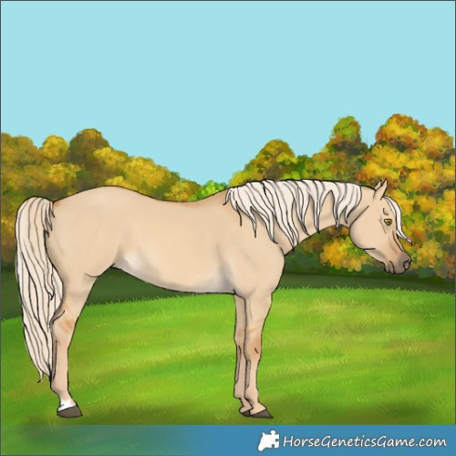 Horse Color:Palomino Dun 