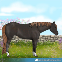 Horse Color:Liver Chestnut Tobiano