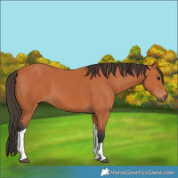 Horse Color:Bay Tobiano 