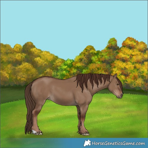 Horse Color:Liver Red Dun 