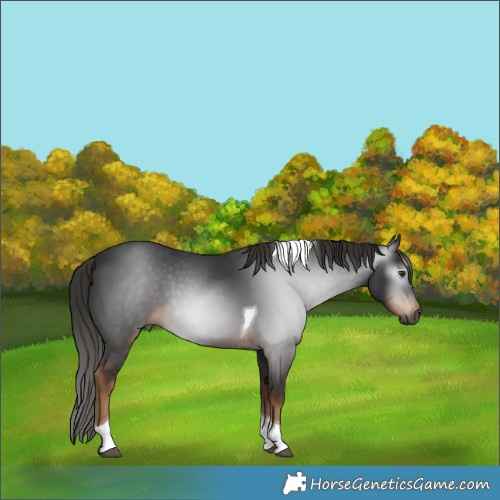 Horse Color:Gray Liver Chestnut Tobiano 