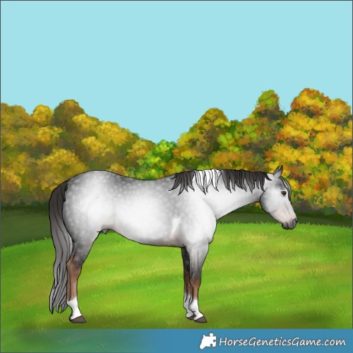 Horse Color:Gray Liver Chestnut Tobiano 