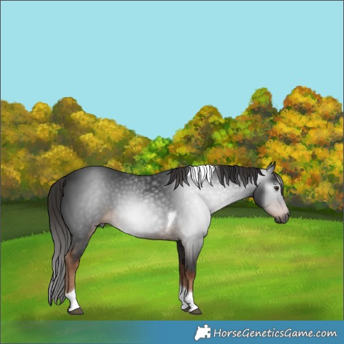 Horse Color:Gray Liver Chestnut Tobiano 