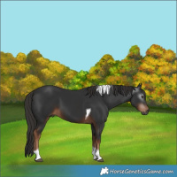Horse Color:Gray Liver Chestnut Tobiano 