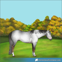 Horse Color:Gray Liver Chestnut Tobiano 