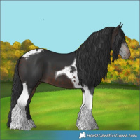 Horse Color:Brown Tobiano 