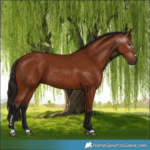 Horse Color:Gray Bay 