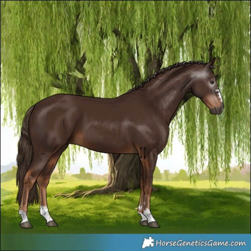 Horse Color:Gray Chestnut 