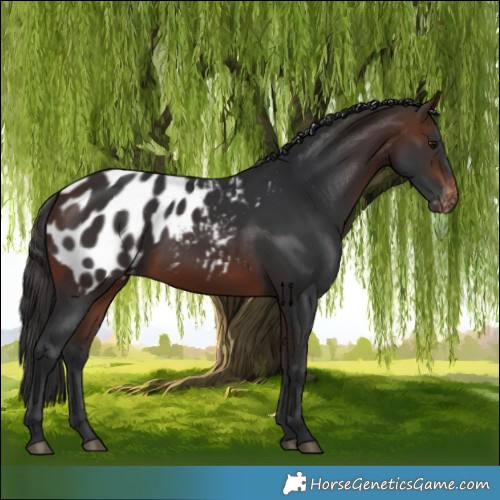 Horse Color:Brown Appaloosa 
