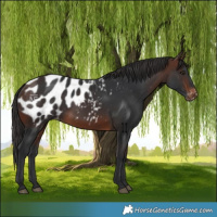 Horse Color:Brown Blanket 