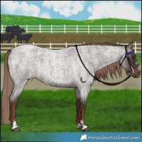 Horse Color:Liver Red Roan Rabicano 