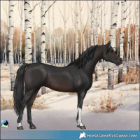 Horse Color:Brown Tobiano 