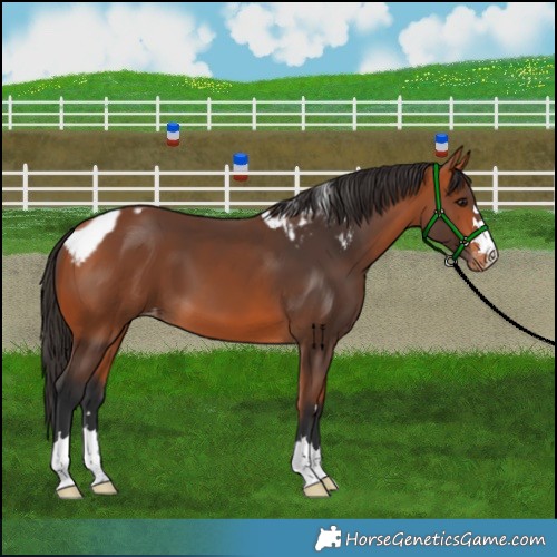 Horse Color:Bay Skewed Appaloosa 