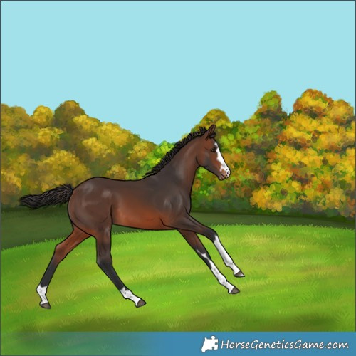 Horse Color:Brown Skewed Appaloosa 