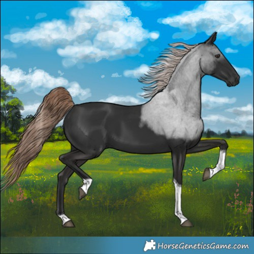 Horse Color:Liver Chestnut Tobiano