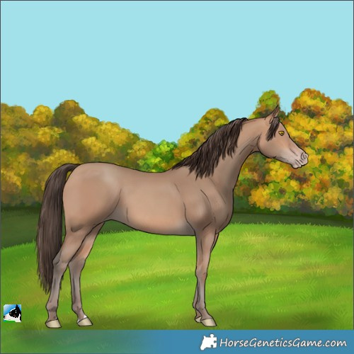 Horse Color:Amber Champagne 