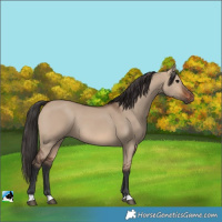 Horse Color:Brown Dun 