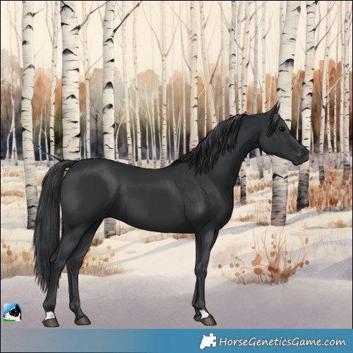 Horse Color:Black 