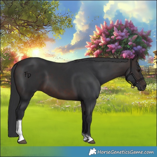 Horse Color:Brown Tobiano 