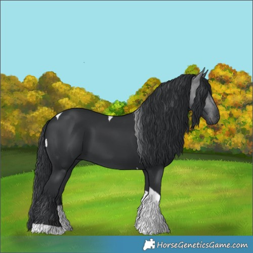 Horse Color:Black Tobiano 