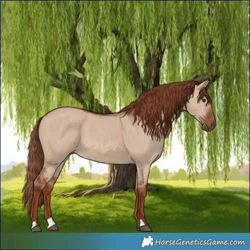 Horse Color:Red Dun 