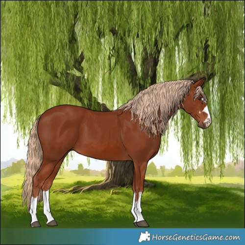 Horse Color:Chestnut 