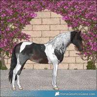 Horse Color:Brown Tobiano 