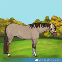 Horse Color:Liver Red Dun Tobiano 