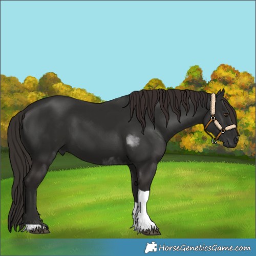 Horse Color:Liver Chestnut Tobiano