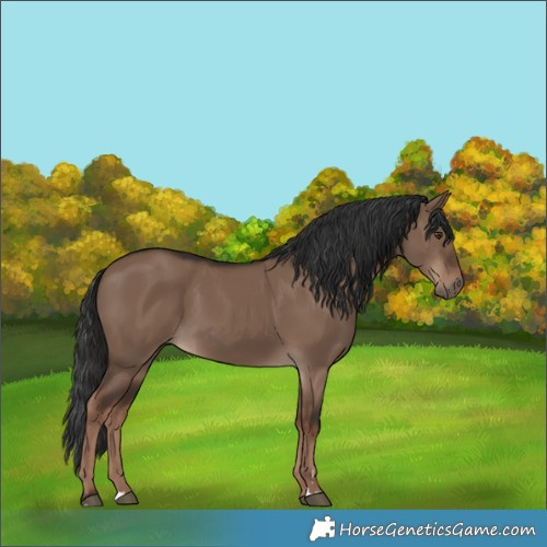 Horse Color:Liver Red Dun Rabicano 