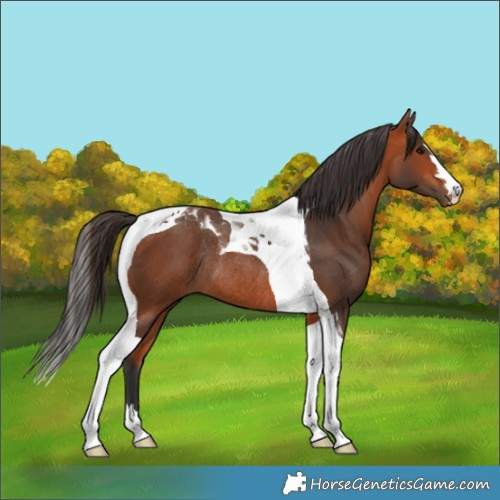 Horse Color:Bay Tobiano Rabicano