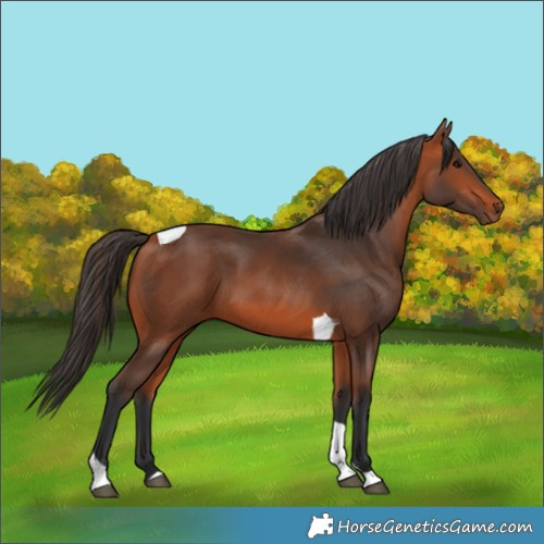 Horse Color:Bay Tobiano Rabicano 