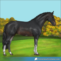 Horse Color:Brown Tobiano