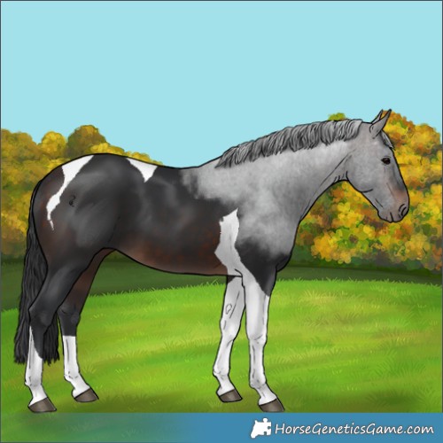 Horse Color:Brown Tobiano 